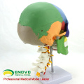 SKULL11 (12337) Medical Science Multifunctional Human Skulls cervical Spine Model